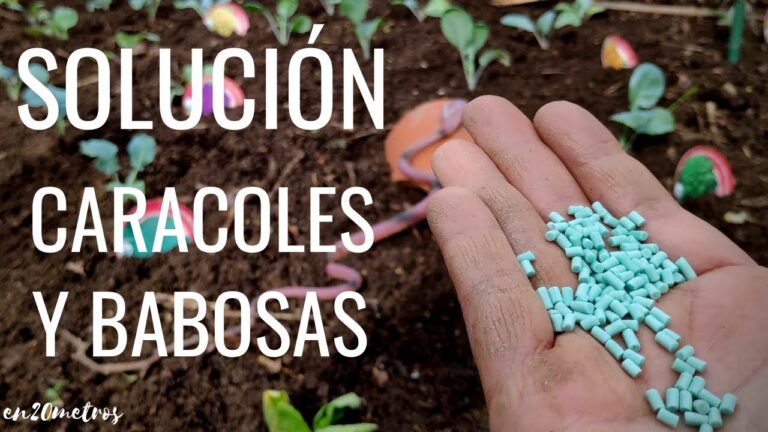 Compra de Productos Ecológicos para el Hogar en Sonseca