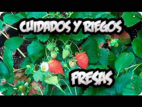 Guía para encontrar productos frescos en Illescas