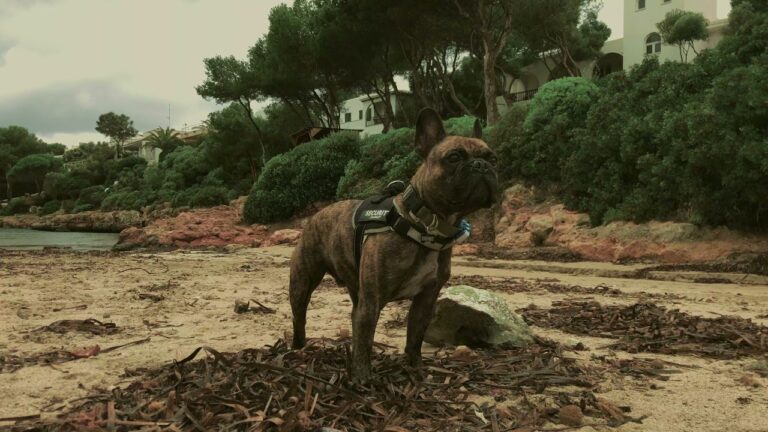 Playas para perros cerca de Ocaña